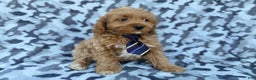 Cockapoo dogs for sale: Comet - Ad 8