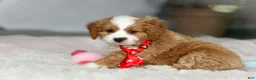 Cavapoo dogs for sale: Maverick - Ad 4