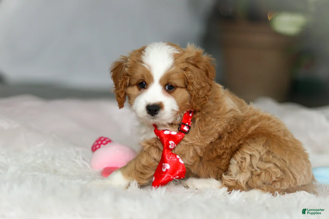 Cavapoo dogs for sale: Maverick - Ad 4