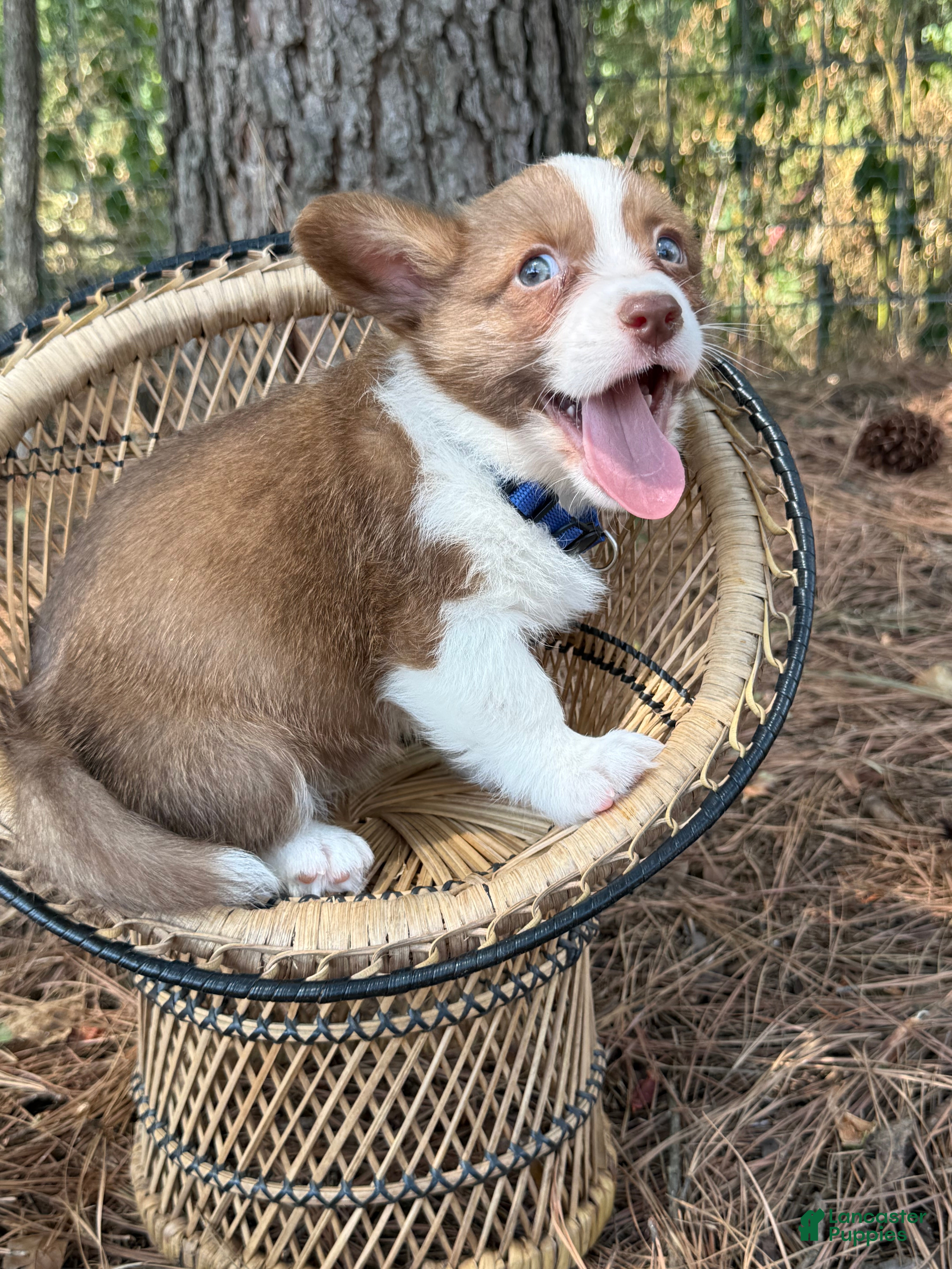 Mixed Breed dogs Blue collar boy - Ad 41