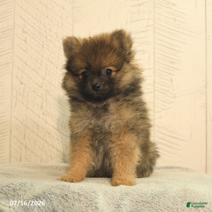 Pomeranian dogs Buster - Ad 1