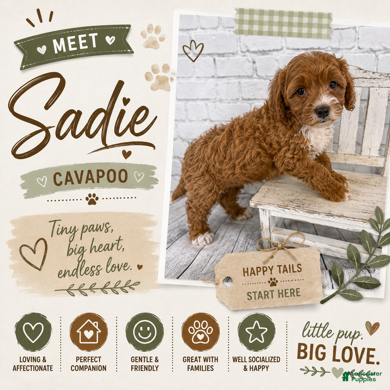 Cavapoo dogs Sadie - Ad 1