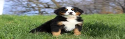 Bernese Mountain Dog dogs for sale: Casey - Ad 8