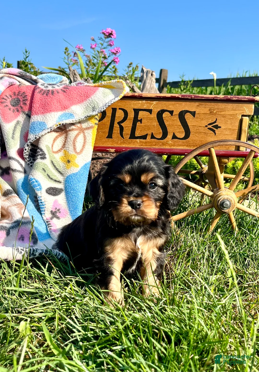 Cavalier King Charles Spaniel dogs for sale: Baby Justin❤️European AKC Heart Tested Momma - Ad 1