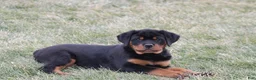 Rottweiler dogs for sale: Holly - Ad 5