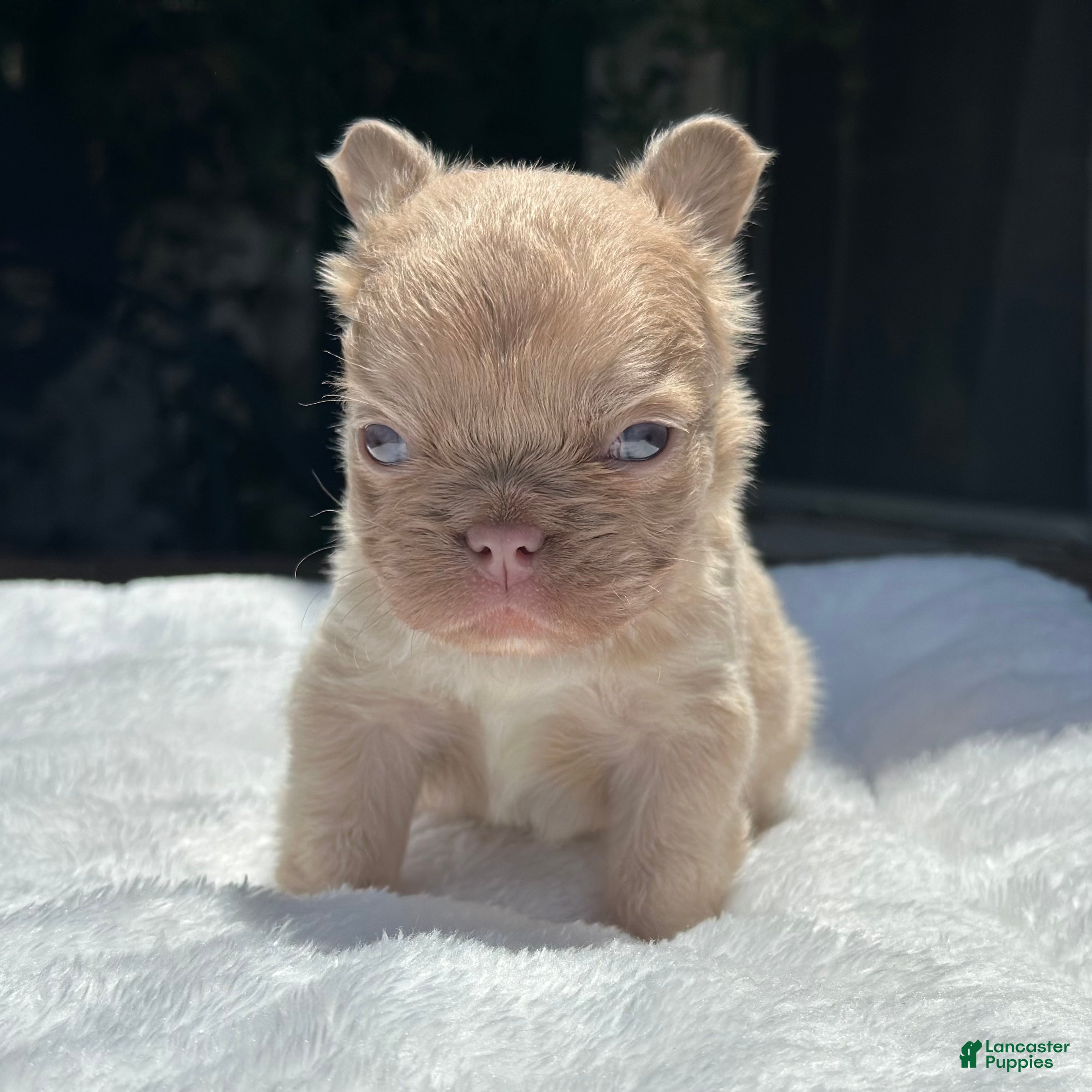 French Bulldog dogs New Shade Isabella Fawn - Ad 2