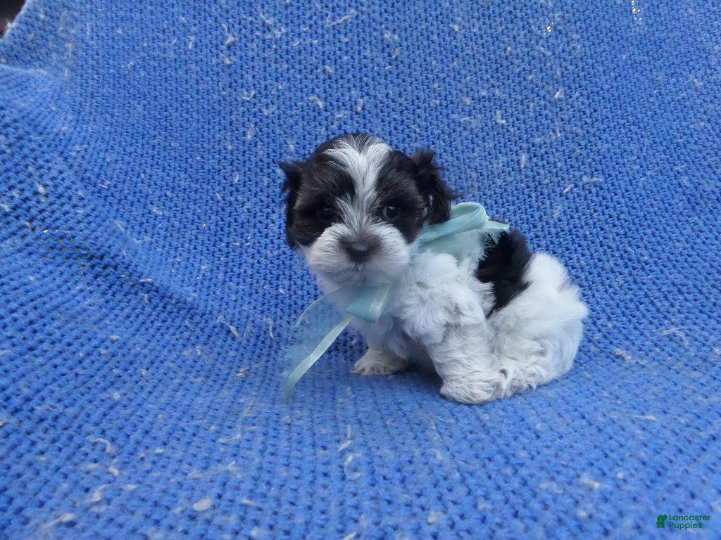 Maltipoo dogs Oreo  - Ad 24