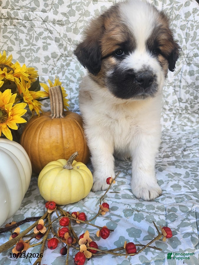 Saint Bernard dogs for sale: Molly - Ad 1