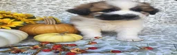 Saint Bernard dogs for sale: Molly - Ad 1