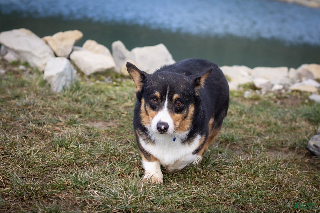 Zed Welsh Corgi Pembroke for sale in Dundee | Lancaster Puppies