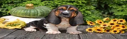 Basset Hound dogs for sale: Landon - Ad 3