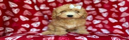 Mini Goldendoodle dogs for sale: Ruby - Ad 3