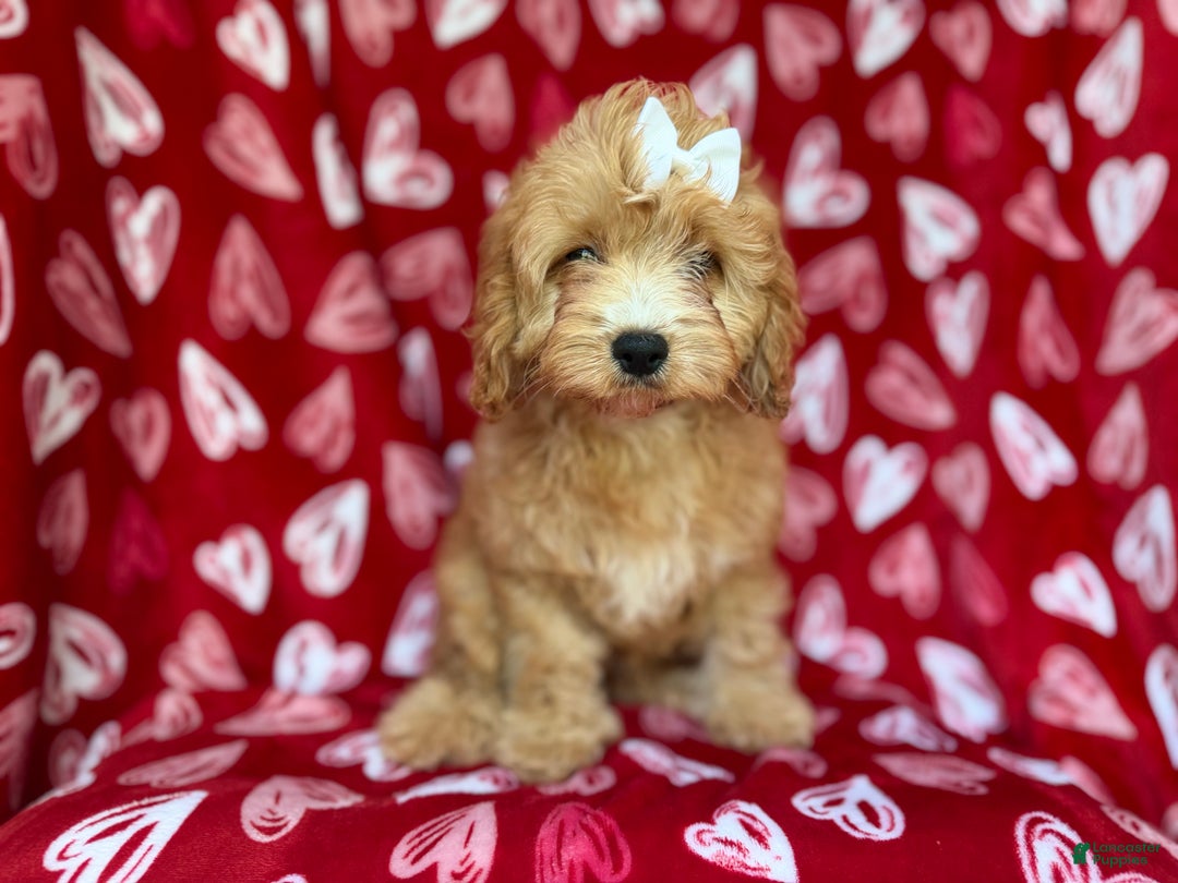 Mini Goldendoodle dogs for sale: Ruby - Ad 3