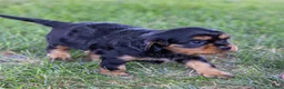 Cavalier King Charles Spaniel dogs for sale: Waldo - Ad 14