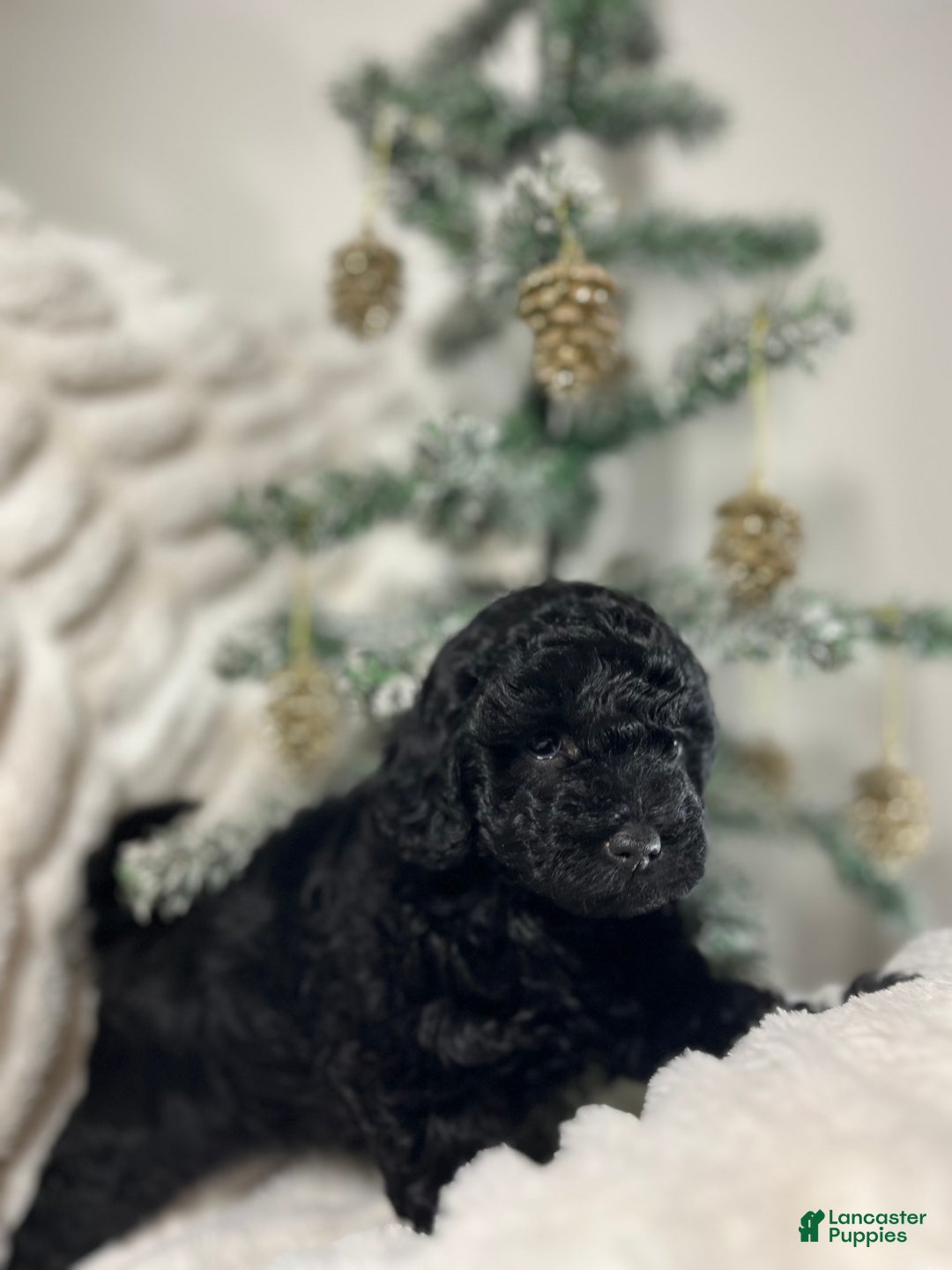 Yorkiepoo dogs for sale: Coco - Ad 7