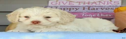 Cockapoo dogs for sale: Ellie - Ad 4