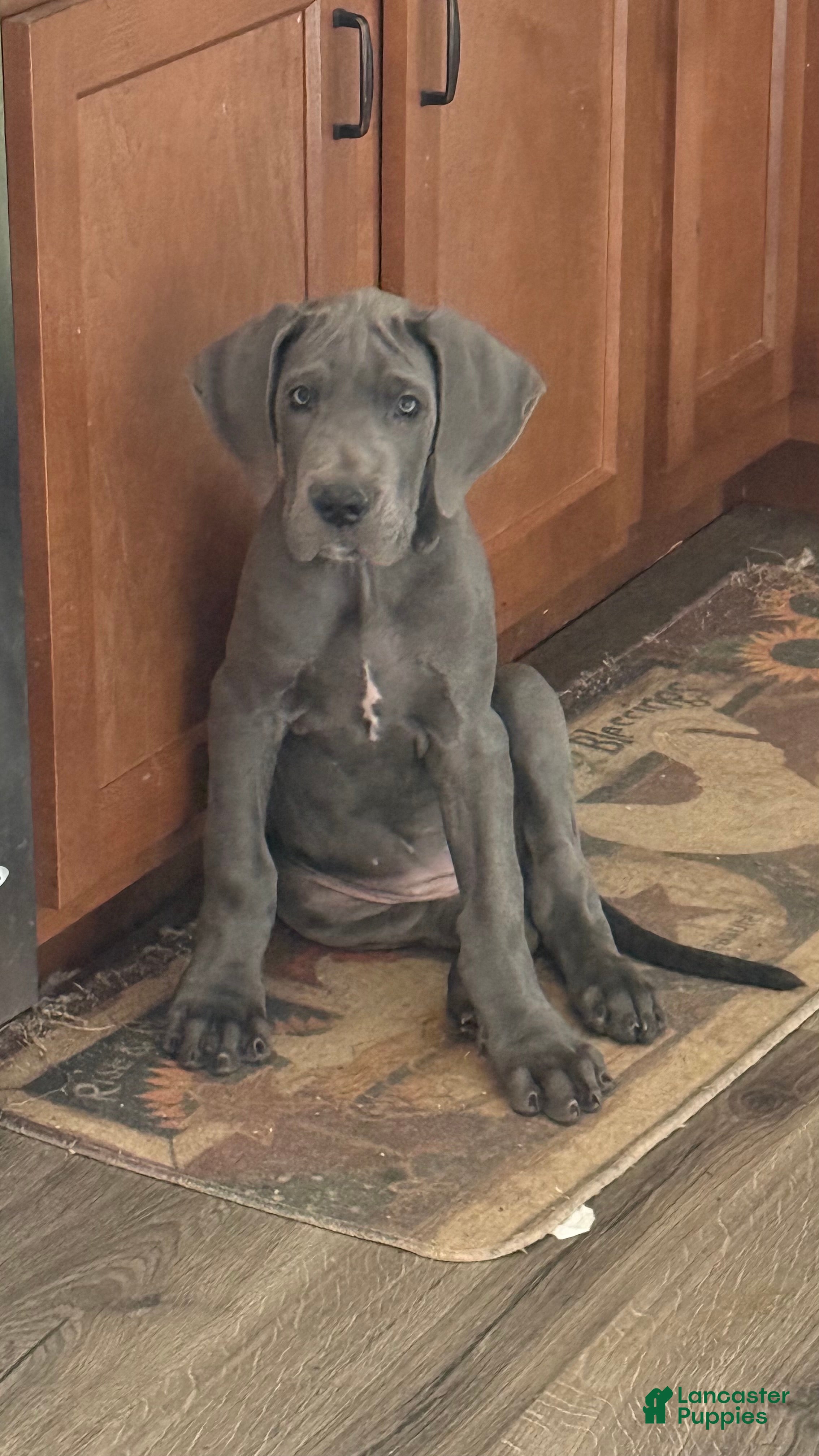 Great Dane dogs Barbra - Ad 38