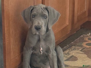 Great Dane dogs Barbra - Ad 16
