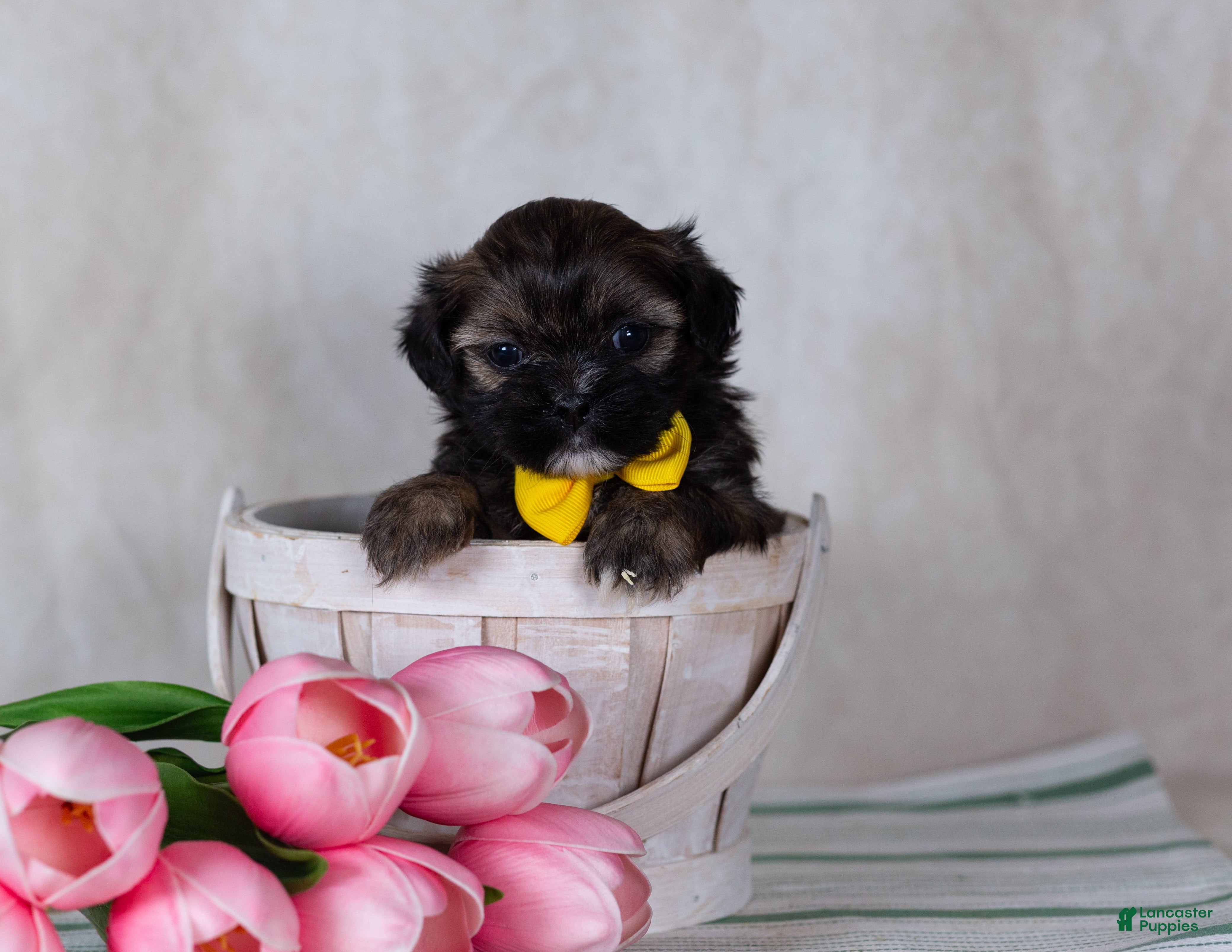 Teddy Bear dogs Diego - Ad 1