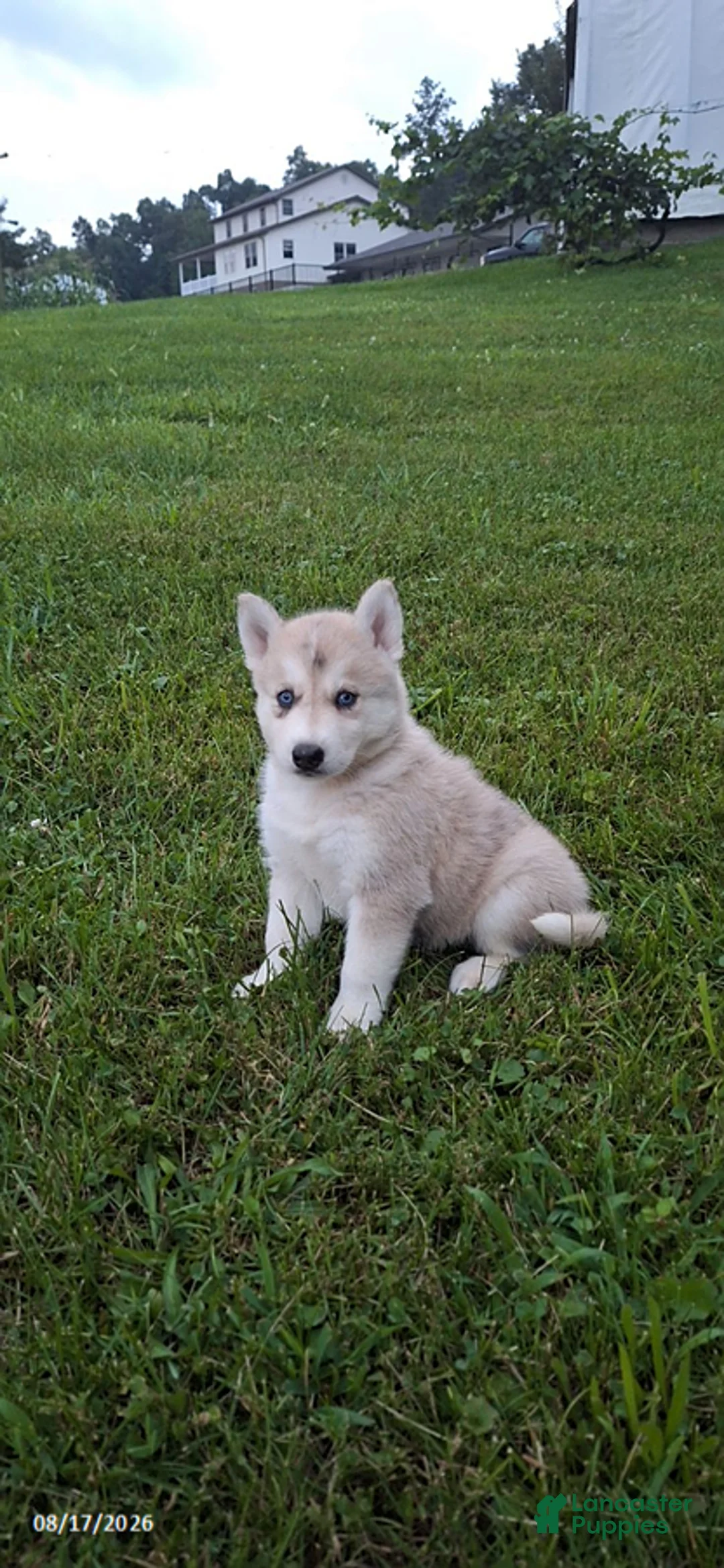 Mixed Breed dogs for sale: Oliver - Ad 1