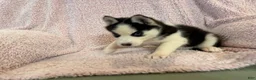Siberian Husky dogs for sale: Princess Nox - Ad 8