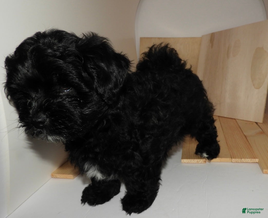 Mixed Breed dogs Knight Lightening  - Ad 3