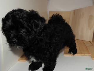 Mixed Breed dogs Knight Lightening - Ad 11