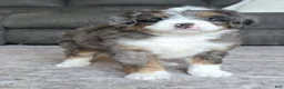 Mini Bernedoodle dogs for sale: Mini Louie - Ad 7