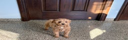 Maltipoo dogs for sale: Sherry - Ad 3