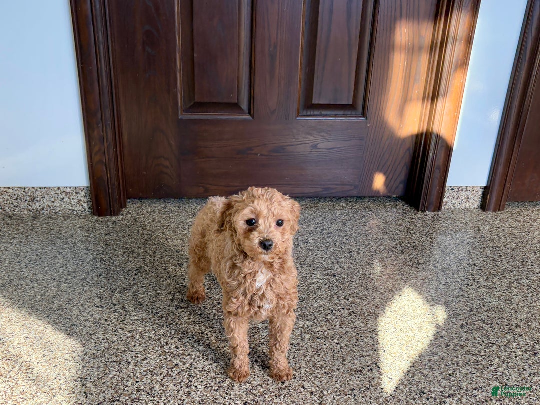 Maltipoo dogs for sale: Sherry - Ad 3