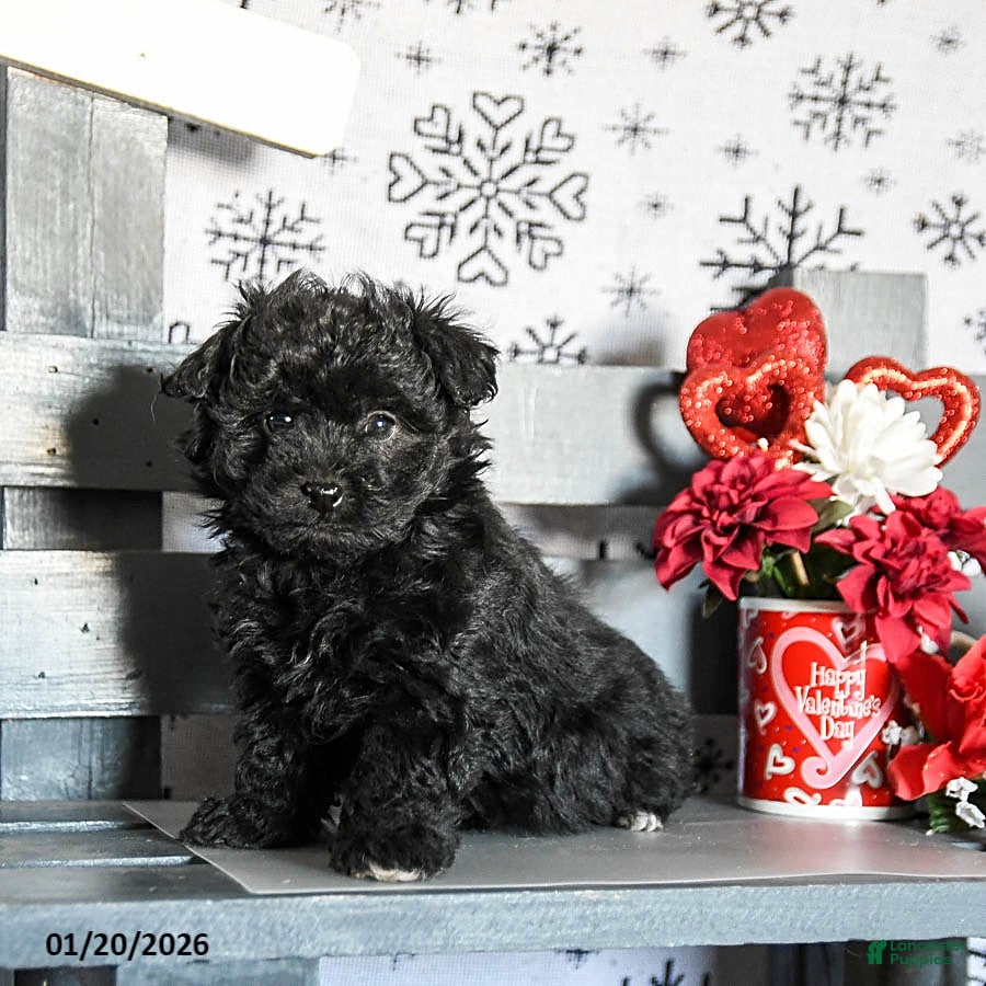 Havapoo dogs Remy - Ad 2