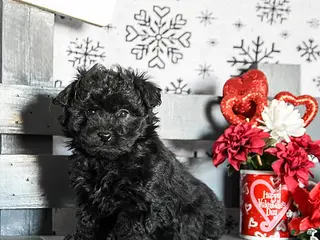 Havapoo dogs Remy - Ad 24