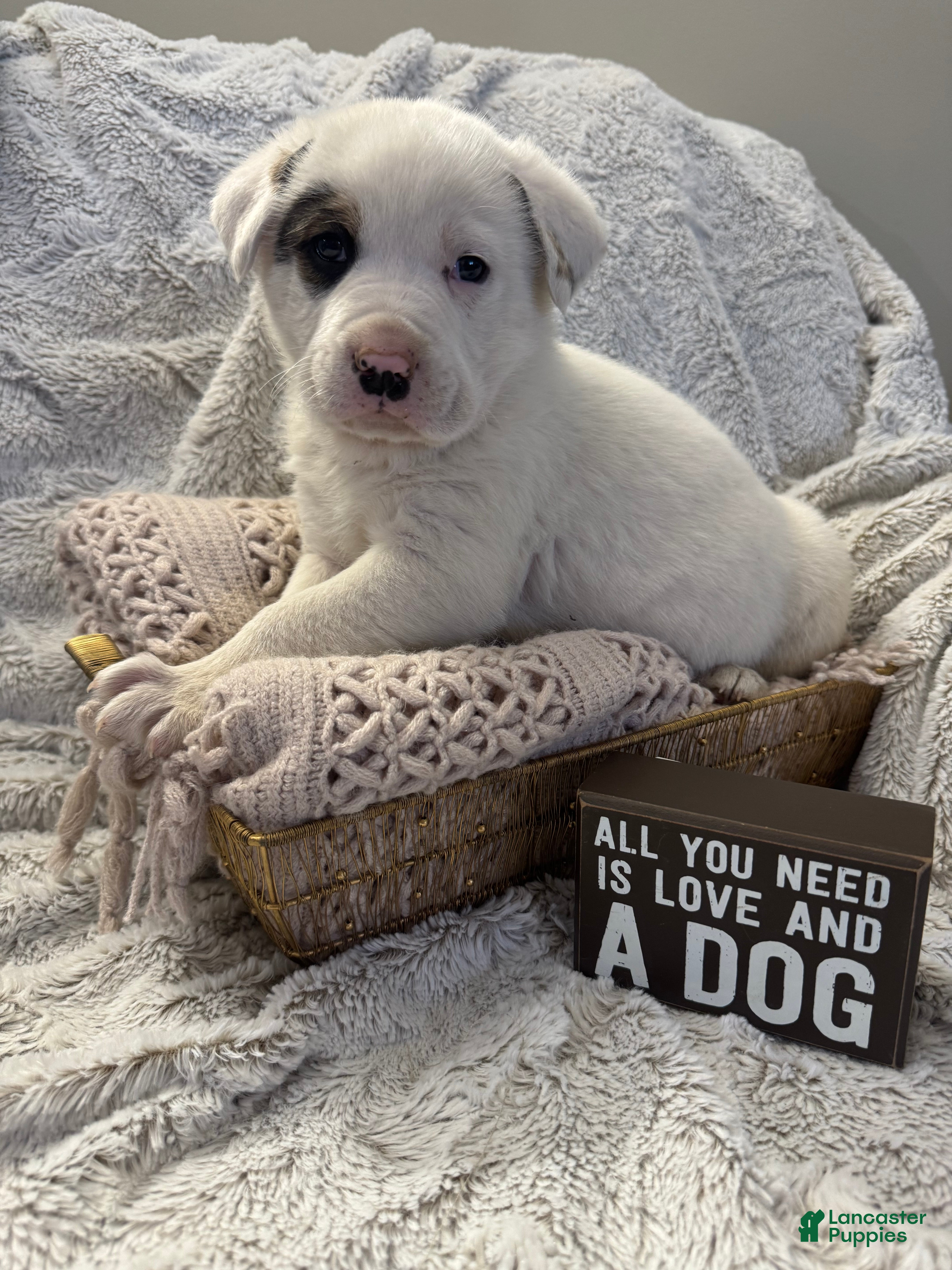 Mixed Breed dogs Bandit - Ad 2