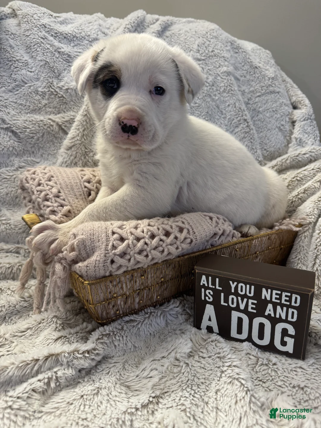 Mixed Breed dogs for sale: Bandit - Ad 2