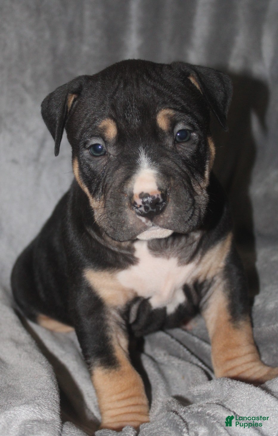 American Bully dogs Moose  - Ad 39