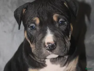 American Bully dogs Moose - Ad 39