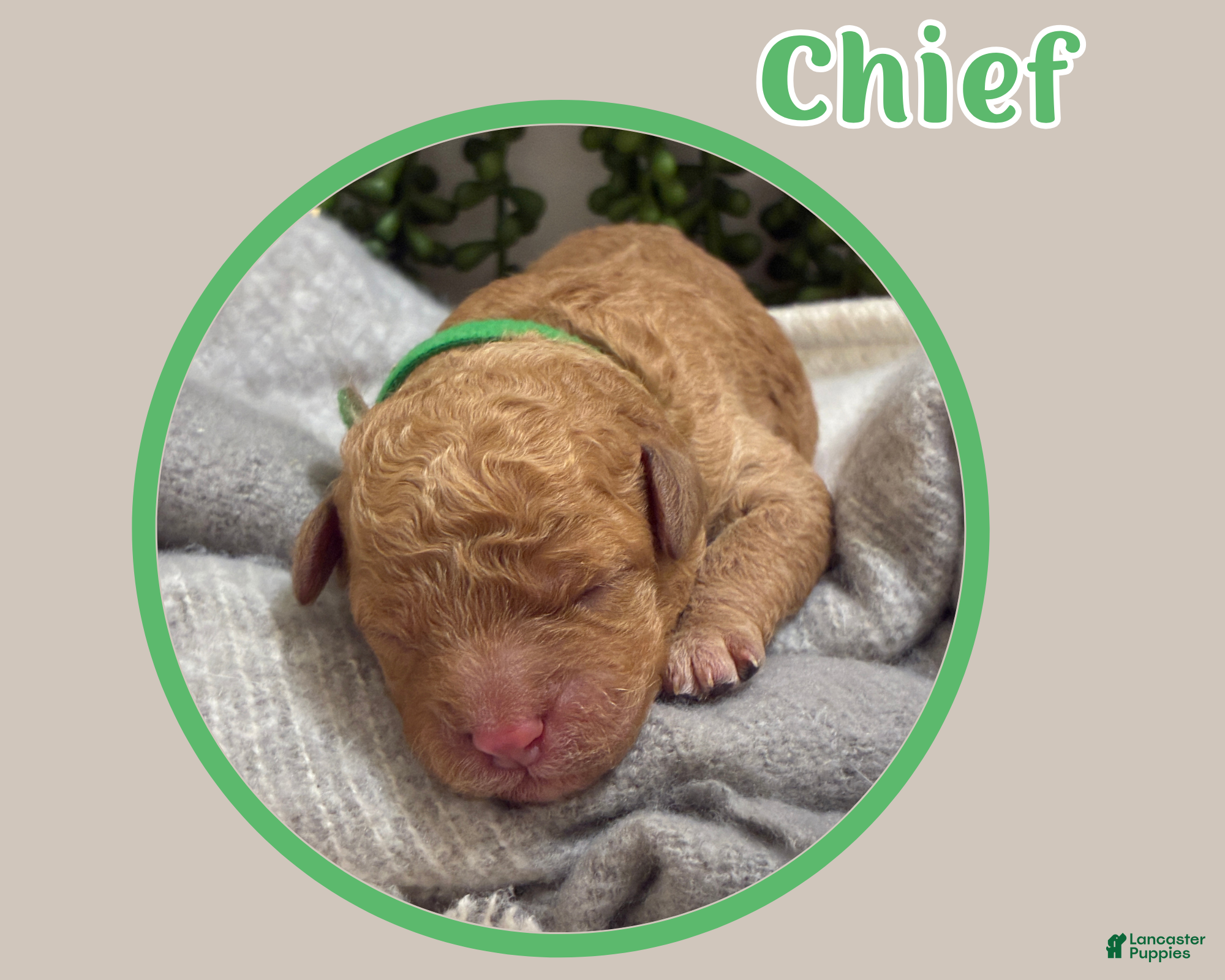 Cavapoo dogs Chief  - Ad 2
