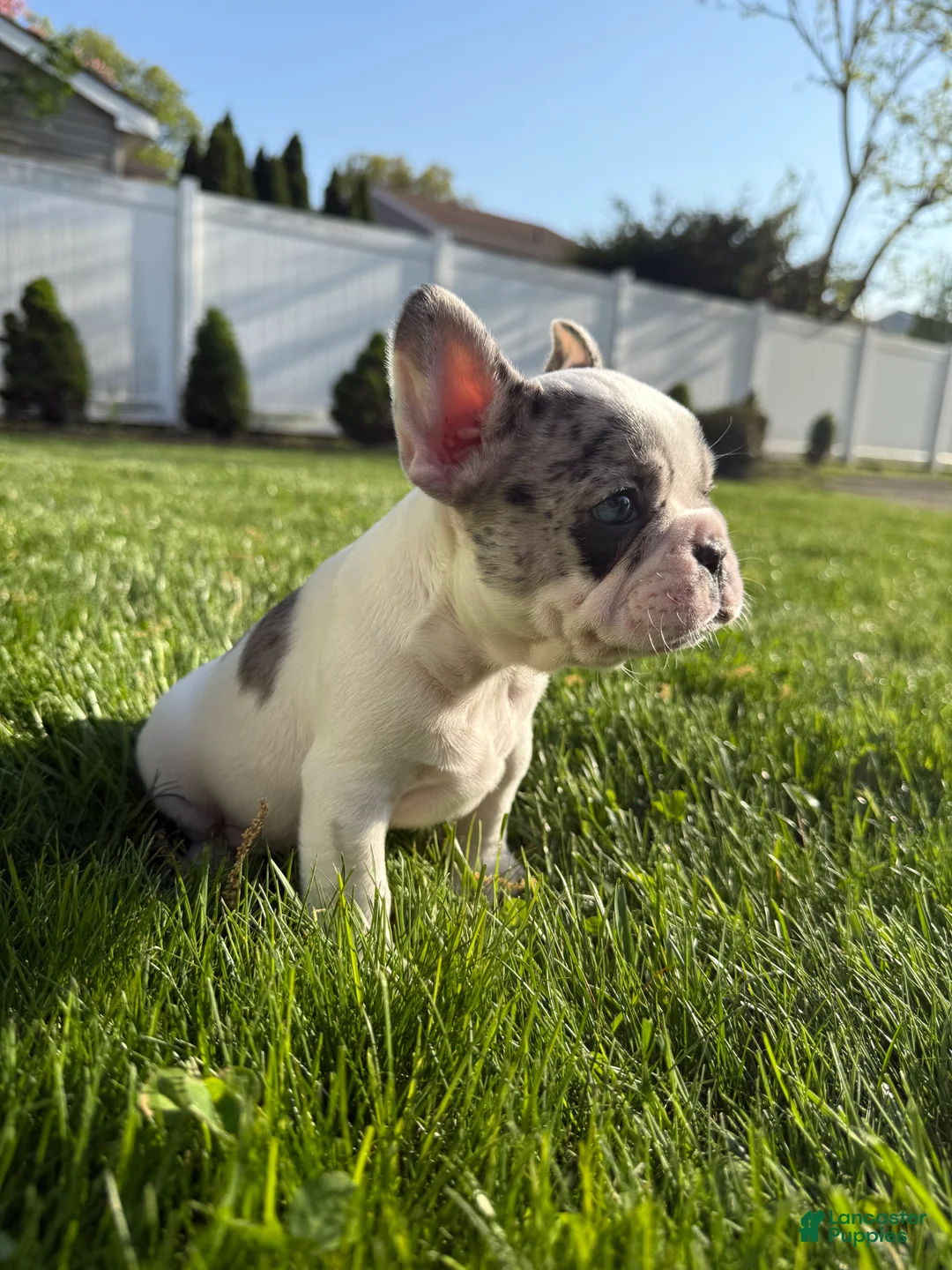 French Bulldog dogs for sale: Motlo - Ad 2