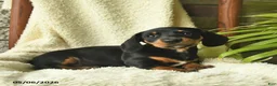 Miniature Dachshund dogs for sale: Kaya  - Ad 1
