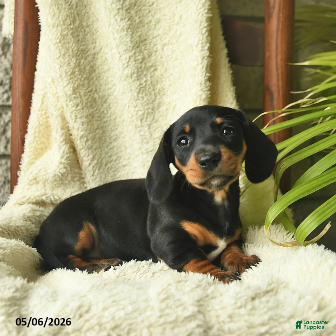 Miniature Dachshund dogs for sale: Kaya  - Ad 1