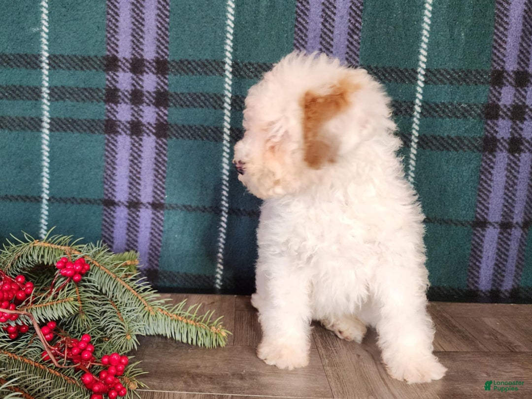 Mini Bernedoodle dogs for sale: Rudolph - Ad 14