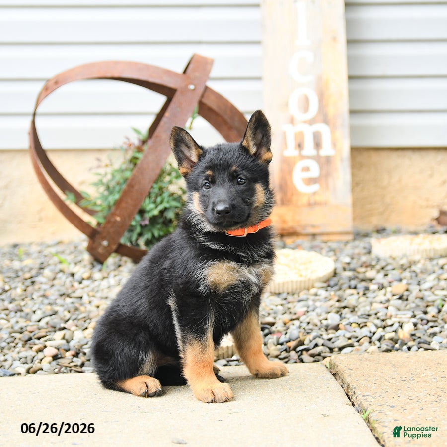 German Shepherd dogs Lacey - Ad 1