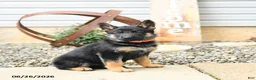 German Shepherd dogs for sale: Lacey - Ad 1