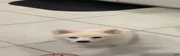 American Eskimo dogs for sale: American Eskimo girl - Ad 3