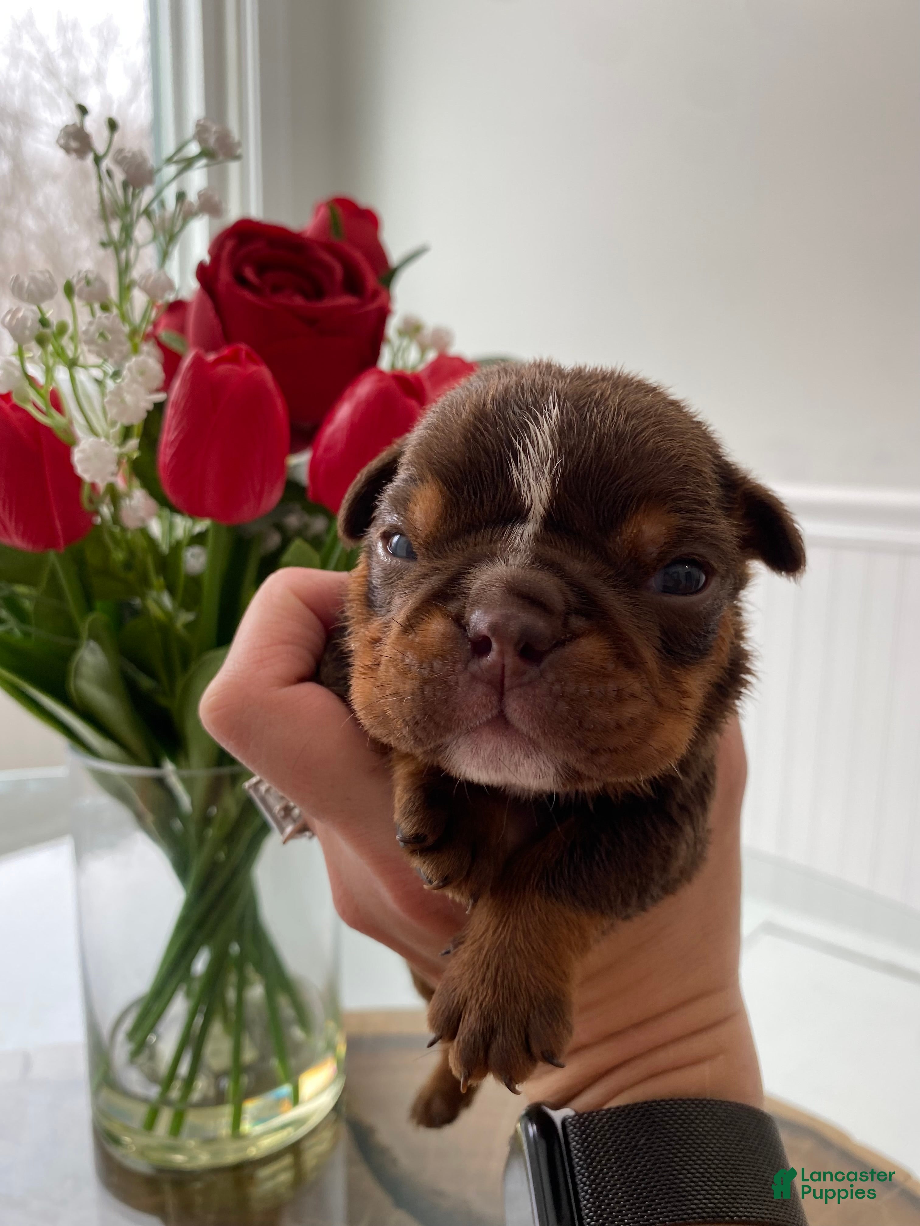 English Bulldog dogs Smooches - Ad 40