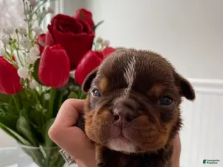 English Bulldog dogs Smooches - Ad 40