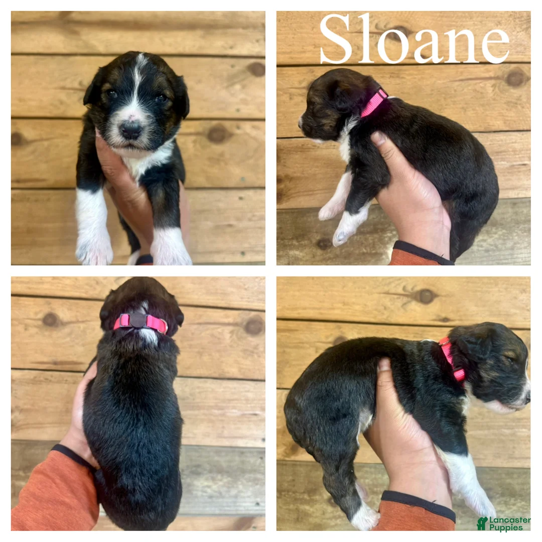 Bernedoodle dogs for sale: Sloane- Standard F1 - Ad 1