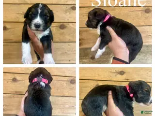 Bernedoodle dogs Sloane- Standard F1 - Ad 26