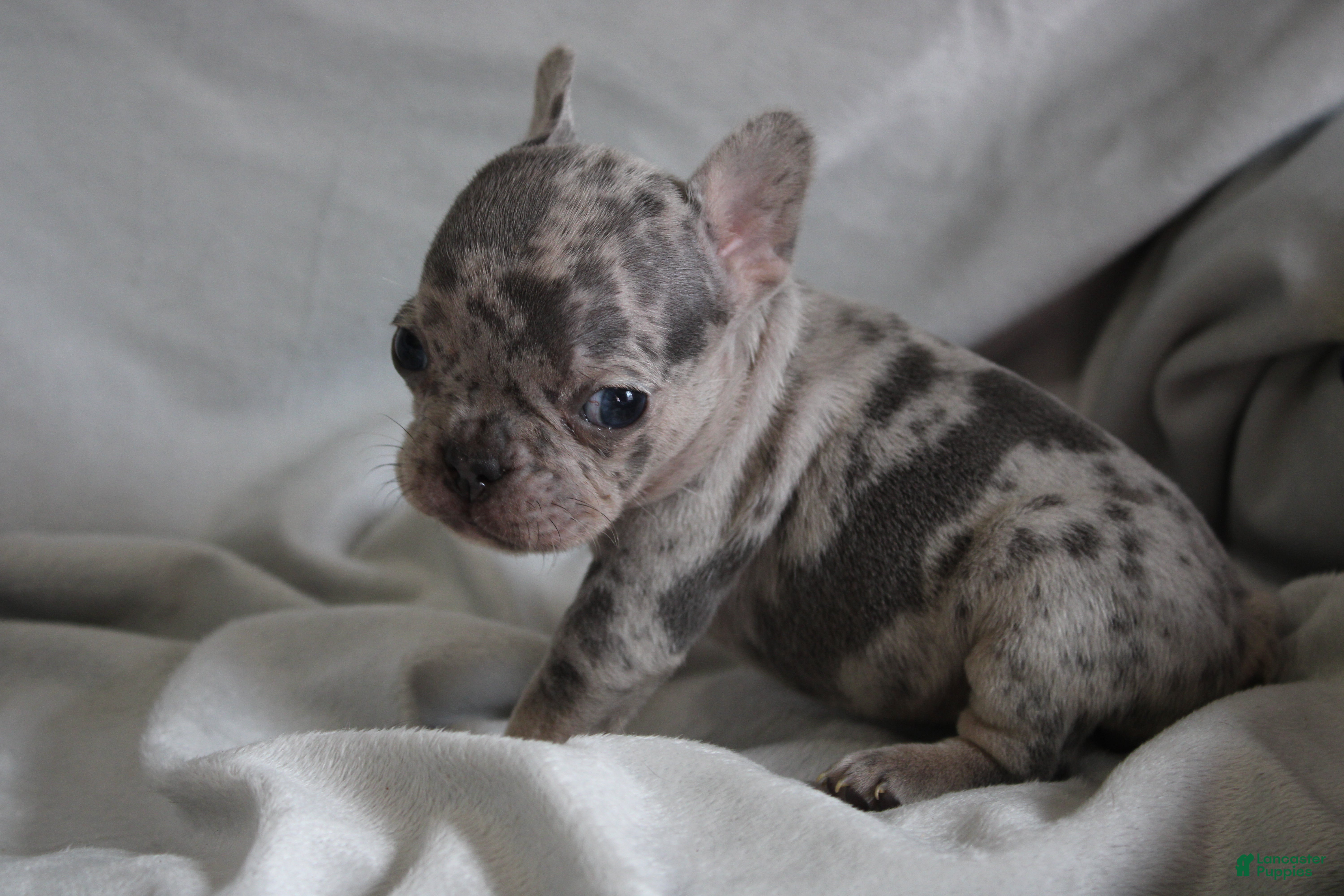 French Bulldog dogs HANNAH - Ad 39