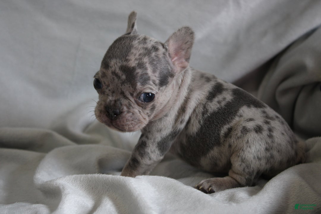 French Bulldog dogs for sale: HANNAH - Ad 1